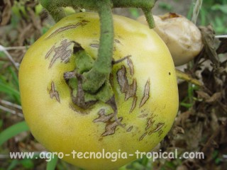 Efecto de las lluvias sobre los frutos de tomate