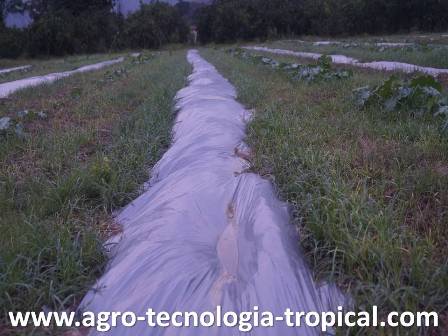 Cubrir el suelo con acolchado plástico