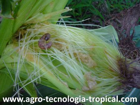 El cogollero de maiz ataca barbas y cogollos
