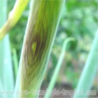 Alternaria porri en cebollín