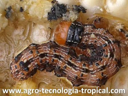 El gusano cogollero se identifica por una y en la cabeza