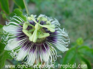 Flor de la parchita maracuya