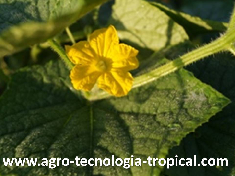Flor del pepino se parece a las otras cucurbitaceas