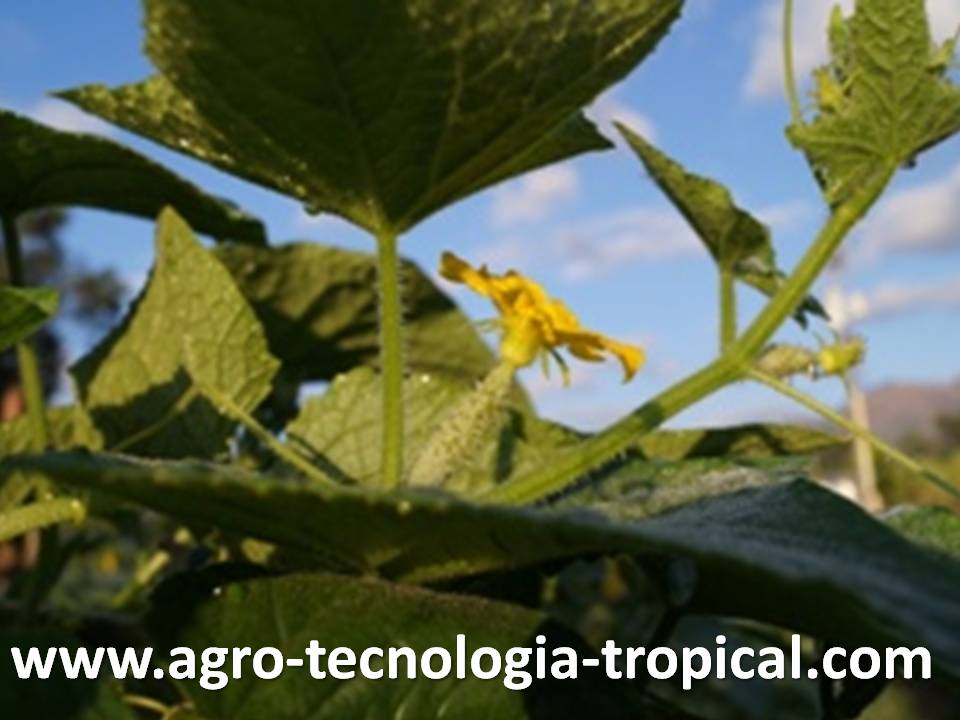 Flor femenina del pepino se aprecia un pequeño fruto bajo la flor