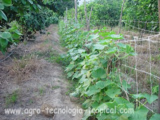 Pepinos con malla tutora