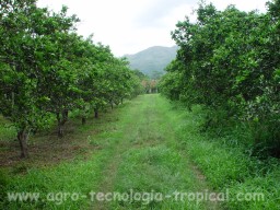Naranjas cultivo comercial