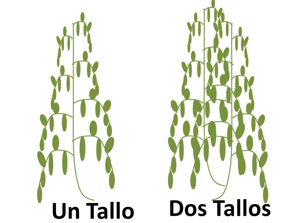 Poda del cultivo del tomate de uno a dos ejes