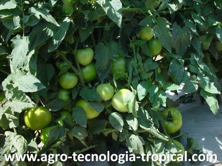 Mi primer cultivo tuvo buena cosecha en la Huerta