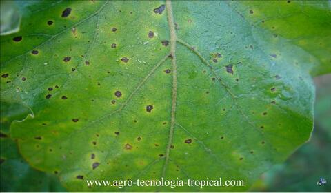 Hoja de planta con Stemfilium hoja con stemfilium