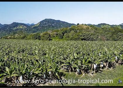 sembradio de banano sembradio de banano