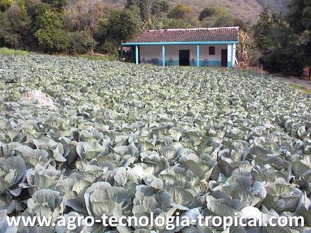 Cultivo de repollo en los Andes