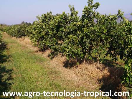 El control de malezas bajo la copa de los arboles de naranja debe ser con herbicidas