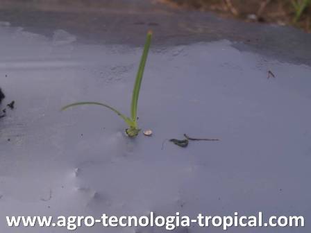 Corocillo puede atravesar acolchado plástico