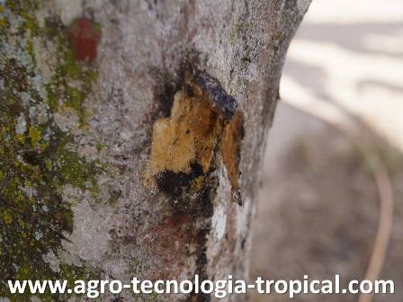 Gonmosis en naranja se produce por heridas en los tallos al controlar malezas