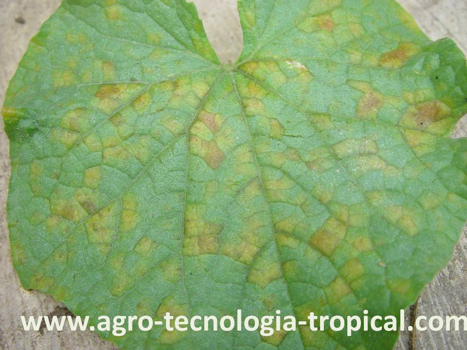 Hojas de pepino con mildiu lanoso Pseudoperonospora