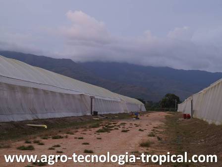 Invernaderos con paredes