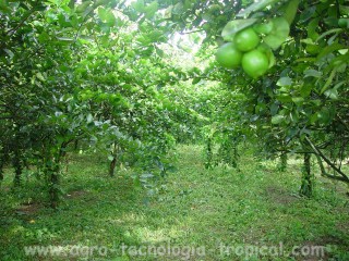 Citricos pueden tener mani forrajero como acolchado natural
