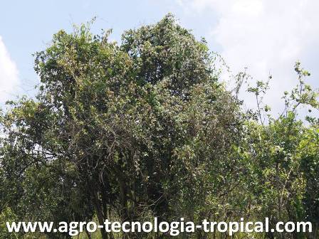 Excesiva presencia de malezas parásitas en naranja