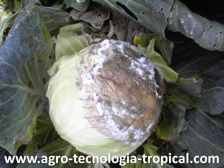 El esclerotium produce pudriciones en repollo