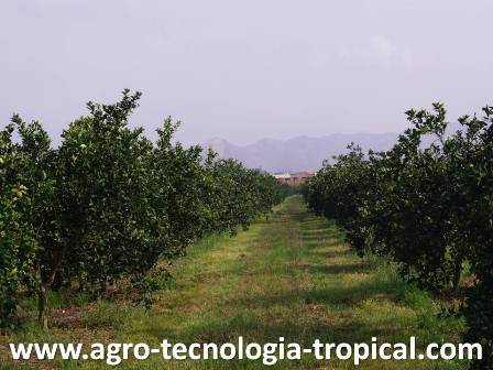 el que desee comprar una finca para producir naranjas debe considerar al estado carabobo