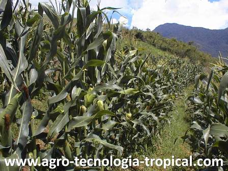 El maíz superdulce produce plantas altas cuando esta bien regada y fertilizada