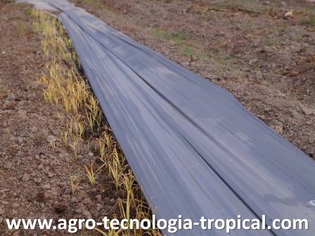 Plastico afecta malezas bajo el  plastico al restringir la luminosidad y las plantas se ponene amarillas