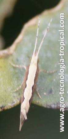 Polilla dorso de diamante ataca al repollo