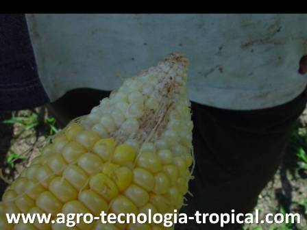 mal cierreapical de mazorca por falta de agua o micronutrientes