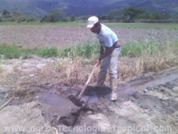 El trabajo de regar por surcos