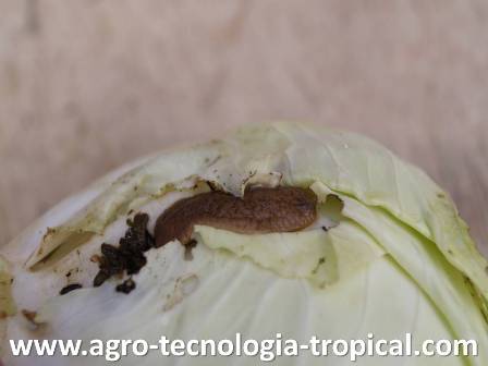 Repollo atacado por babosas