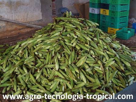 Jojotos mal almacenados sube la temperatura y se pierde calidad nutricional