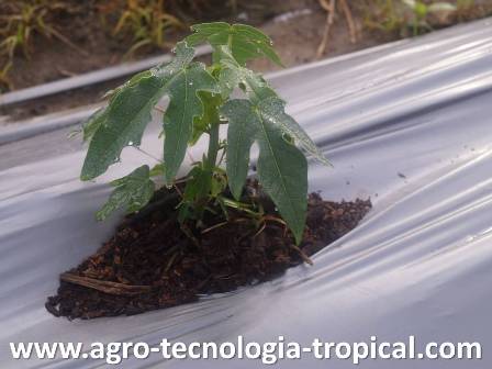 Hay que tapar hueco del acolchado plastico para no dañar planta pequeña